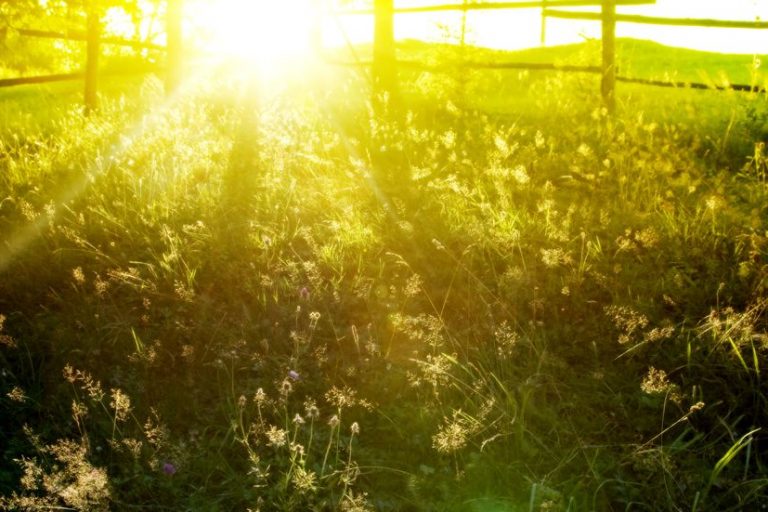Sunlight across the historical garden