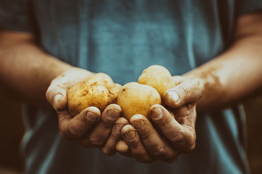 Potatoes gathered in soil-covered hands